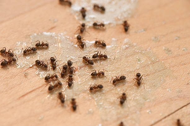 Trusted Canutillo, TX Pest Control Experts